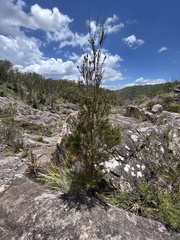 Cylindrococcus spiniferus