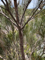 Cylindrococcus spiniferus