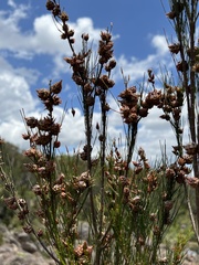 Cylindrococcus spiniferus