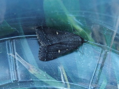 Tetanolita mynesalis