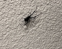 Latrodectus