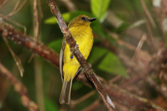 Pachycephala hypoxantha