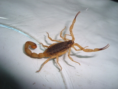 Tityus serrulatus