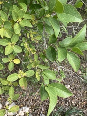 Forestiera reticulata