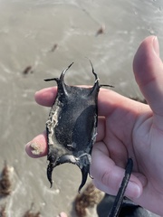 Rostroraja eglanteria