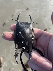 Rostroraja eglanteria