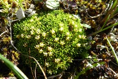 Colobanthus brevisepalus