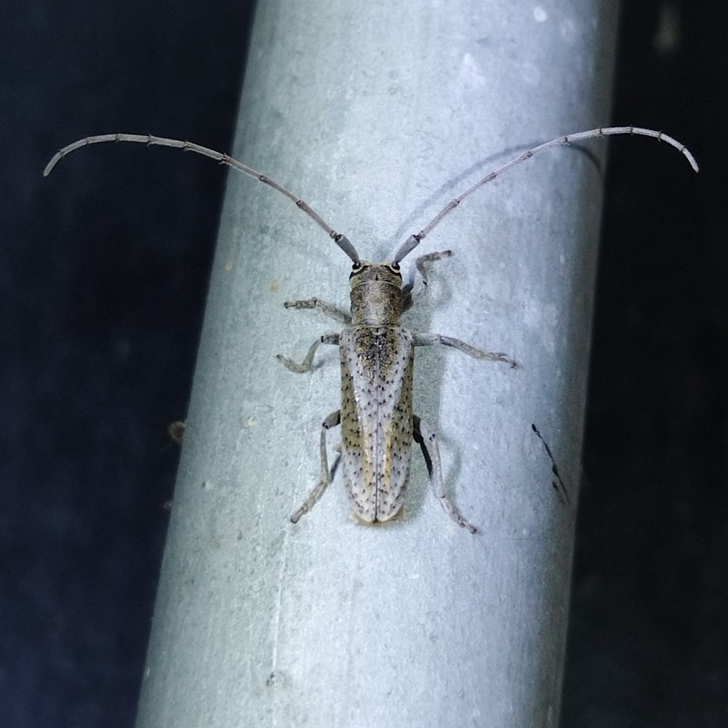 Aerenomera