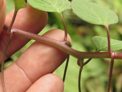 Centropogon cordifolius