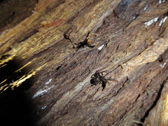 Steatoda nobilis