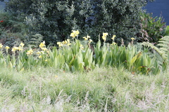 Canna × generalis