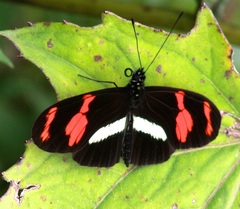 Heliconius telesiphe