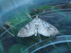 Palpita