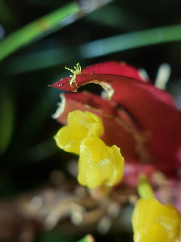 Pterostemma antioquiense