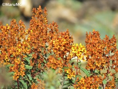 Galphimia glauca