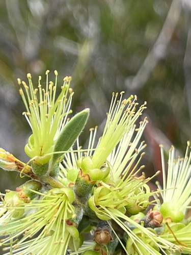 Callistemon flavovirens, 2022-12-11