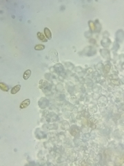 Bolbitius coprophilus