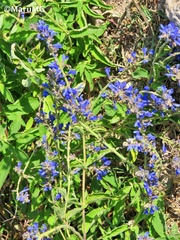 Salvia connivens