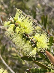Melaleuca flavovirens