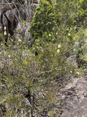 Melaleuca flavovirens