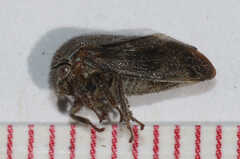 Ophiderma