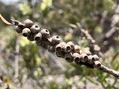 Melaleuca flavovirens