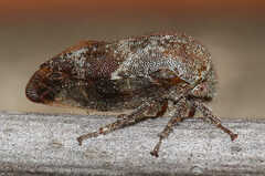 Ophiderma