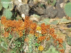Galphimia glauca
