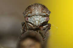 Ophiderma