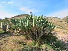 Myrtillocactus geometrizans