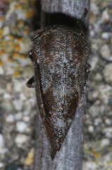 Ophiderma