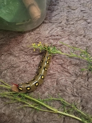 Hyles gallii