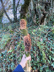 Hypocreopsis rhododendri