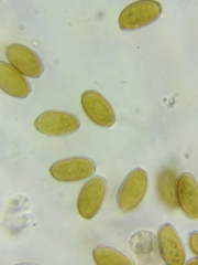 Bolbitius coprophilus