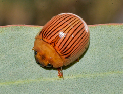 Paropsisterna variabilis