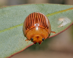 Paropsisterna variabilis