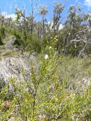 Prostanthera nivea