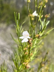 Prostanthera nivea