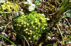 Colobanthus brevisepalus