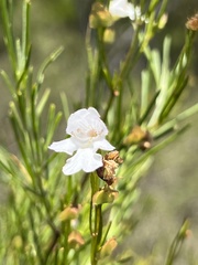 Prostanthera nivea