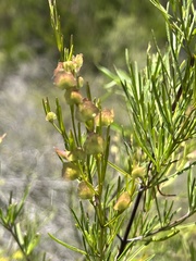 Prostanthera nivea