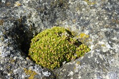 Colobanthus brevisepalus