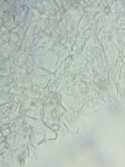 Bolbitius coprophilus