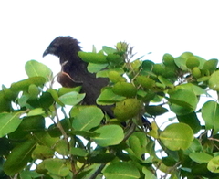 Centropus phasianinus spilopterus