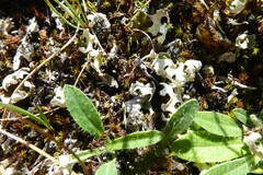 Xanthoparmelia semiviridis