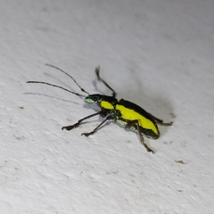 Naupactus tarsalis