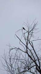 Corvus brachyrhynchos