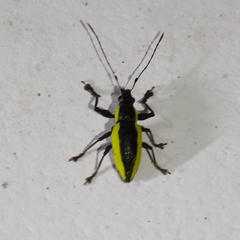 Naupactus tarsalis