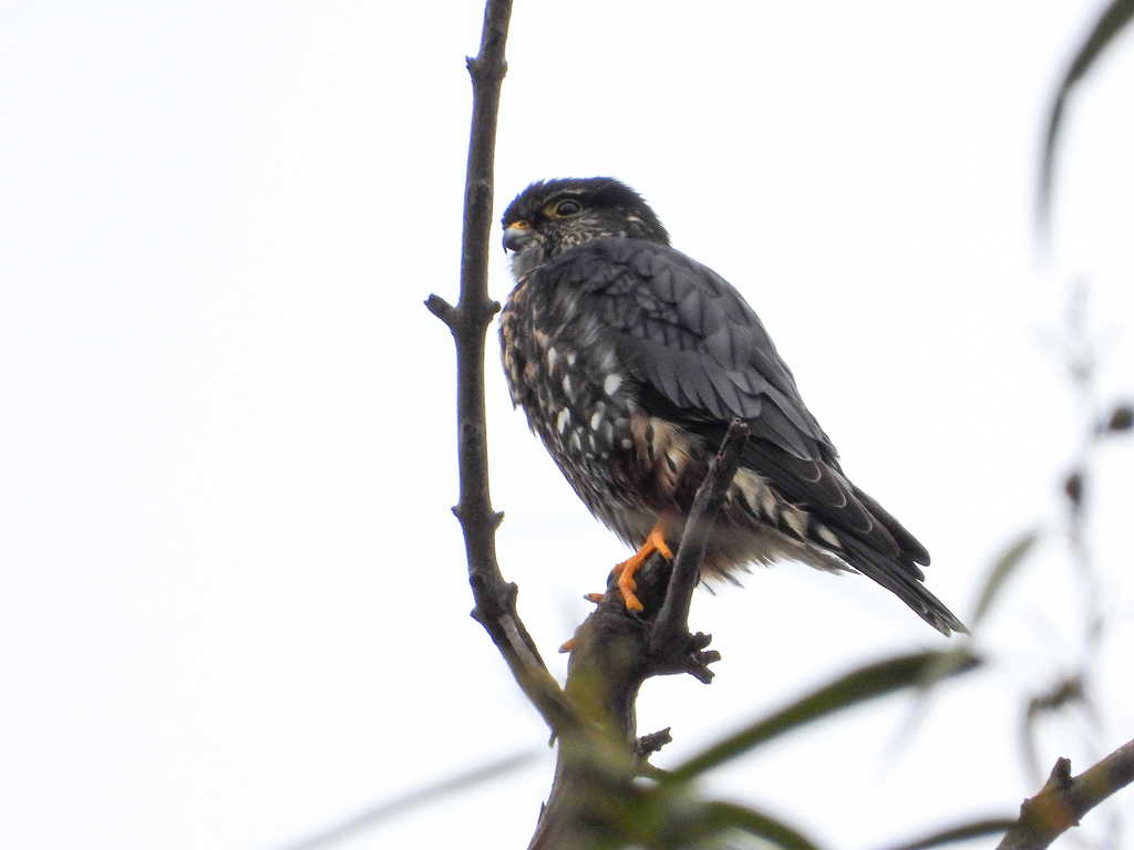 Merlin (Black)