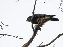 Falco columbarius suckleyi